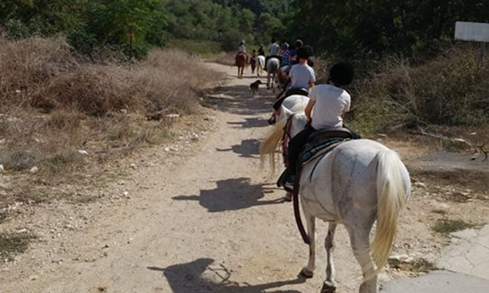 6 טיול רכיבת סוסים באזור רמות מנשה