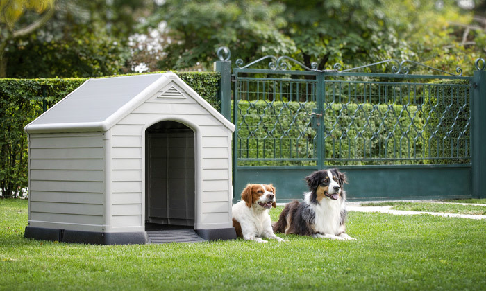 4 כתר: מלונה לכלב דגם DOG HOUSE
