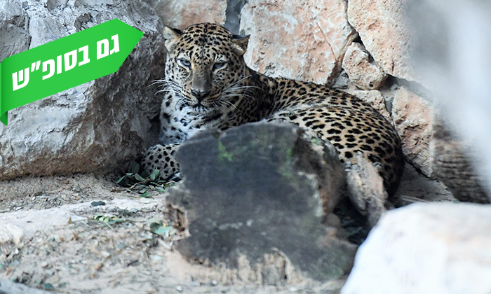 10 גן החיות הלימודי בחיפה, מול נופי הכרמל - גם בסופ"ש
