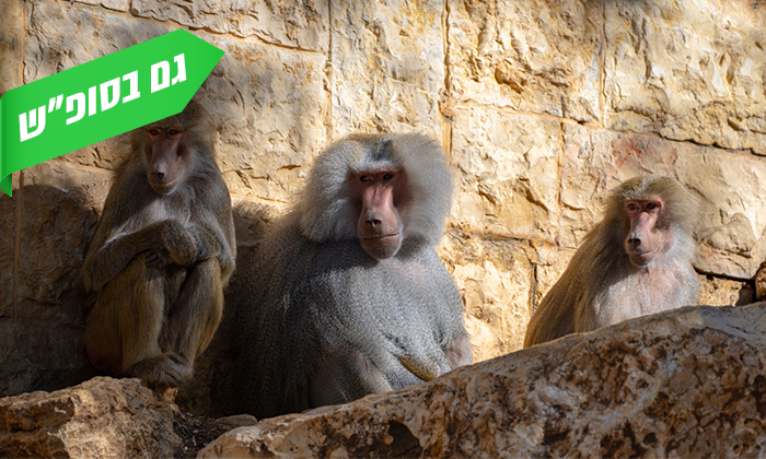 11 גן החיות הלימודי בחיפה, מול נופי הכרמל - גם בסופ"ש