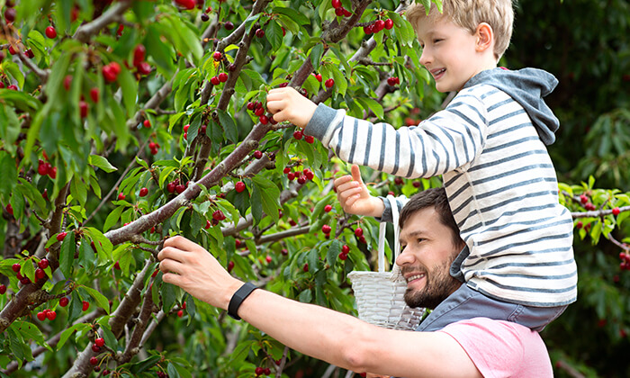 3 דיל חגיגת קיץ: קטיף דובדבנים בחוות הסוס והדובדבן, מושב אודם