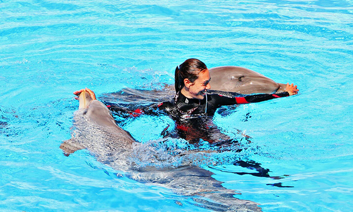 10 חופשה משפחתית במלטה, כולל טיולים, פארק מים, מופעי דולפינים ואריות ים ועוד