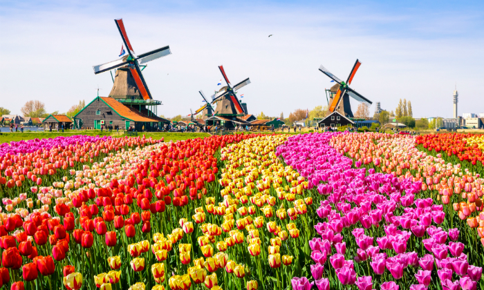 5 מגוון סיורים לבחירה באמסטרדם