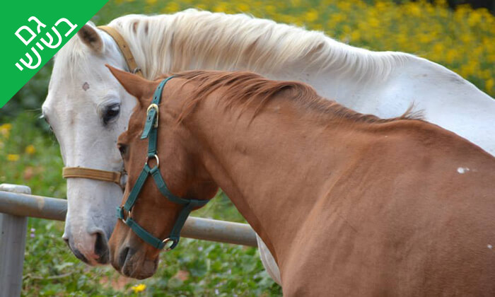 3 שיעור רכיבה על סוסים - חוות החיים, רעננה