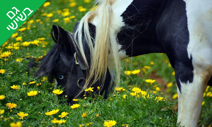 5 שיעור רכיבה על סוסים - חוות החיים, רעננה