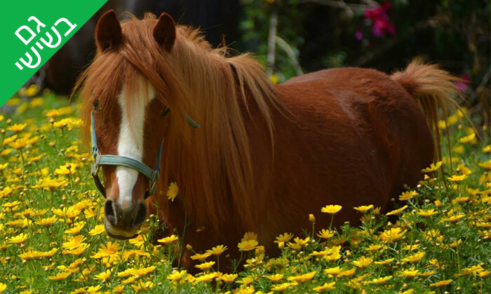 7 שיעור רכיבה על סוסים - חוות החיים, רעננה