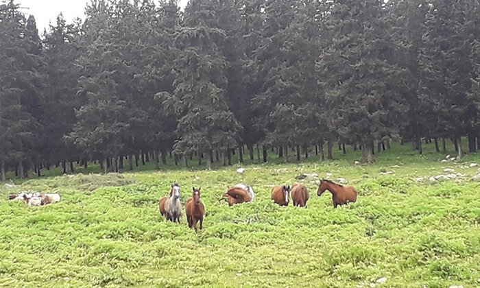 3 קייטנת רכיבה על סוסים בחוה"מ פסח, חוות סוסי אדמה - אלון הגליל