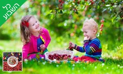 קטיף דובדבנים ופירות יער בגולן