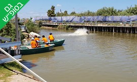קמפינג ליחיד בפארק הדיג