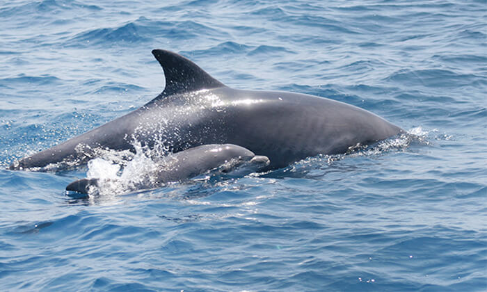 11 השתתפות בסיור לבחירה במרכז הדולפין והים, אשדוד