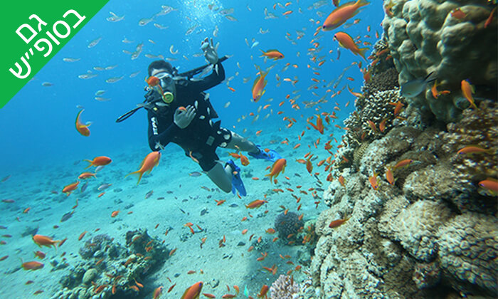 5 צלילה באתר אלמוגים עם אקווה סטאר, אילת