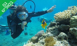 צלילה ליחיד באתר אלמוגים