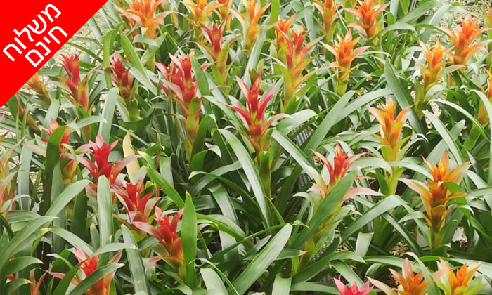 3 מארז 3 עציצים במשלוח חינם עד הבית למגוון יישובים בשרון ובמרכז