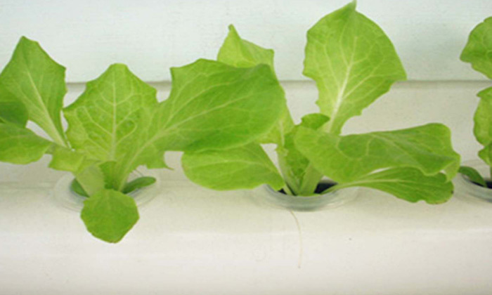5 מערכת הידרופונית ביתית לגידול ירקות