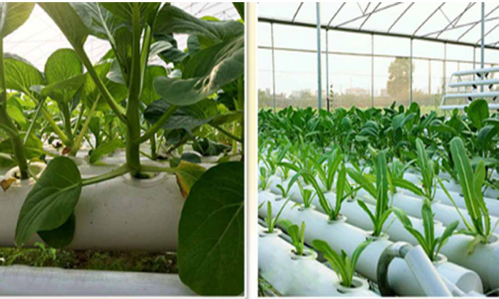 6 מערכת הידרופונית ביתית לגידול ירקות