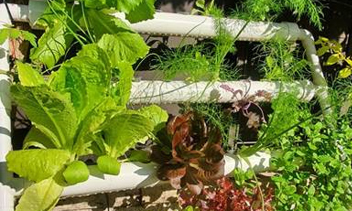 10 מערכת הידרופונית ביתית לגידול ירקות