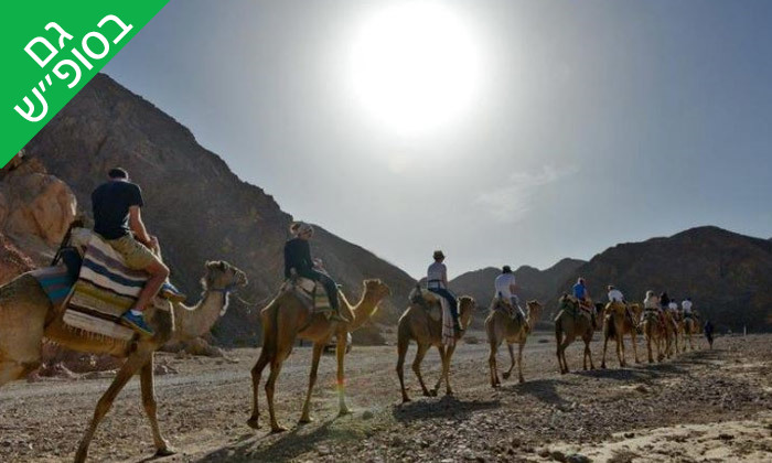 2 טיול גמלים משפחתי כולל אירוח בדואי מסורתי ב'חוות הגמלים', גם בסופ"ש