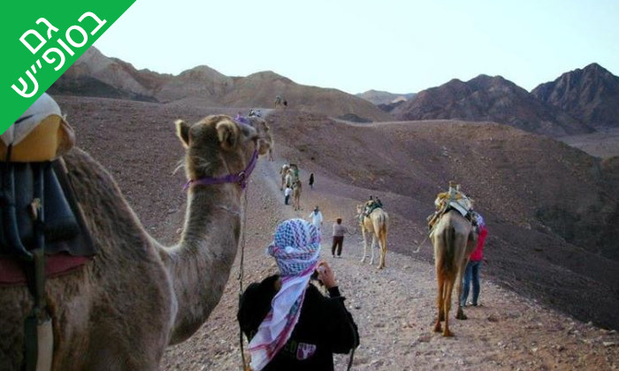 3 טיול גמלים משפחתי כולל אירוח בדואי מסורתי ב'חוות הגמלים', גם בסופ"ש