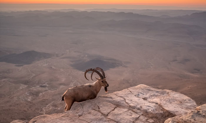 7 חופשה במלון 'אבן דרך' במצפה רמון עם מגוון אטרקציות באזור, אופציה לסופ"ש ולראש השנה 7 חופשה במלון 'אבן דרך' במצפה רמון עם מגוון אטרקציות באזור, אופציה לסופ"ש ולראש השנה