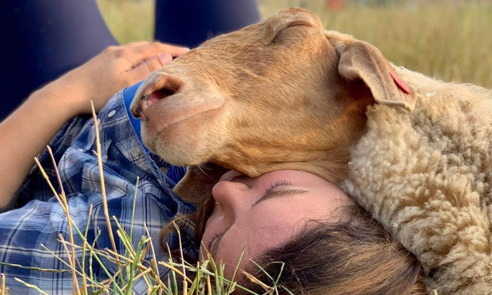 7 תרומה למקלט 'חוות החופש' לשיקום בעלי חיים שניצלו מתעשיית המזון