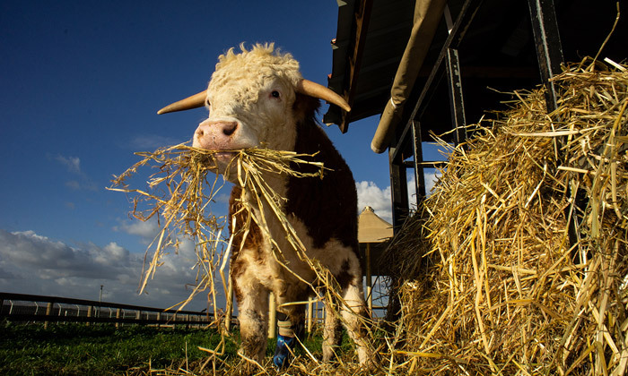 10 תרומה למקלט 'חוות החופש' לשיקום בעלי חיים שניצלו מתעשיית המזון