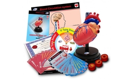 משחק לימודי: לב וקרדיולוגיה