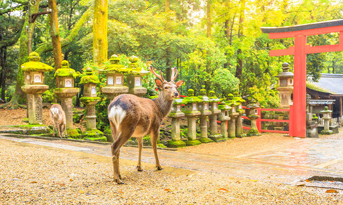 3 מסע בלתי נשכח: 13 ימי טיול מאורגן ביפן כולל סיורים, מקדשים וטיסות אל על ישירות