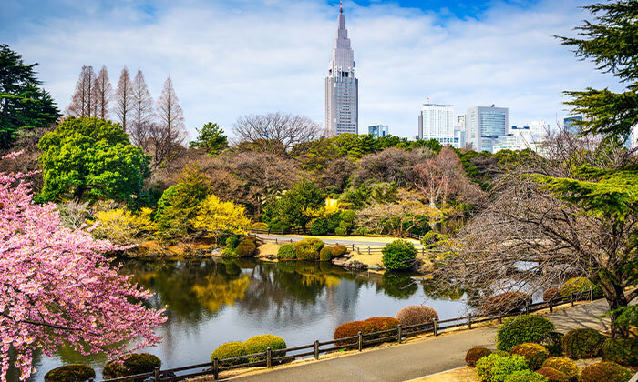 5 פריחת הדובדבן ביפן: 12 ימי טיול מאורגן כולל טיסות, סיורים, שייט ונסיעה ברכבת הקליע